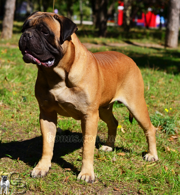 MORRIS VON MARTINLAND