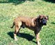 ALIELIN BRUTUS