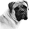 BULLMASTIFF