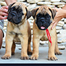 bullmastiff pippies