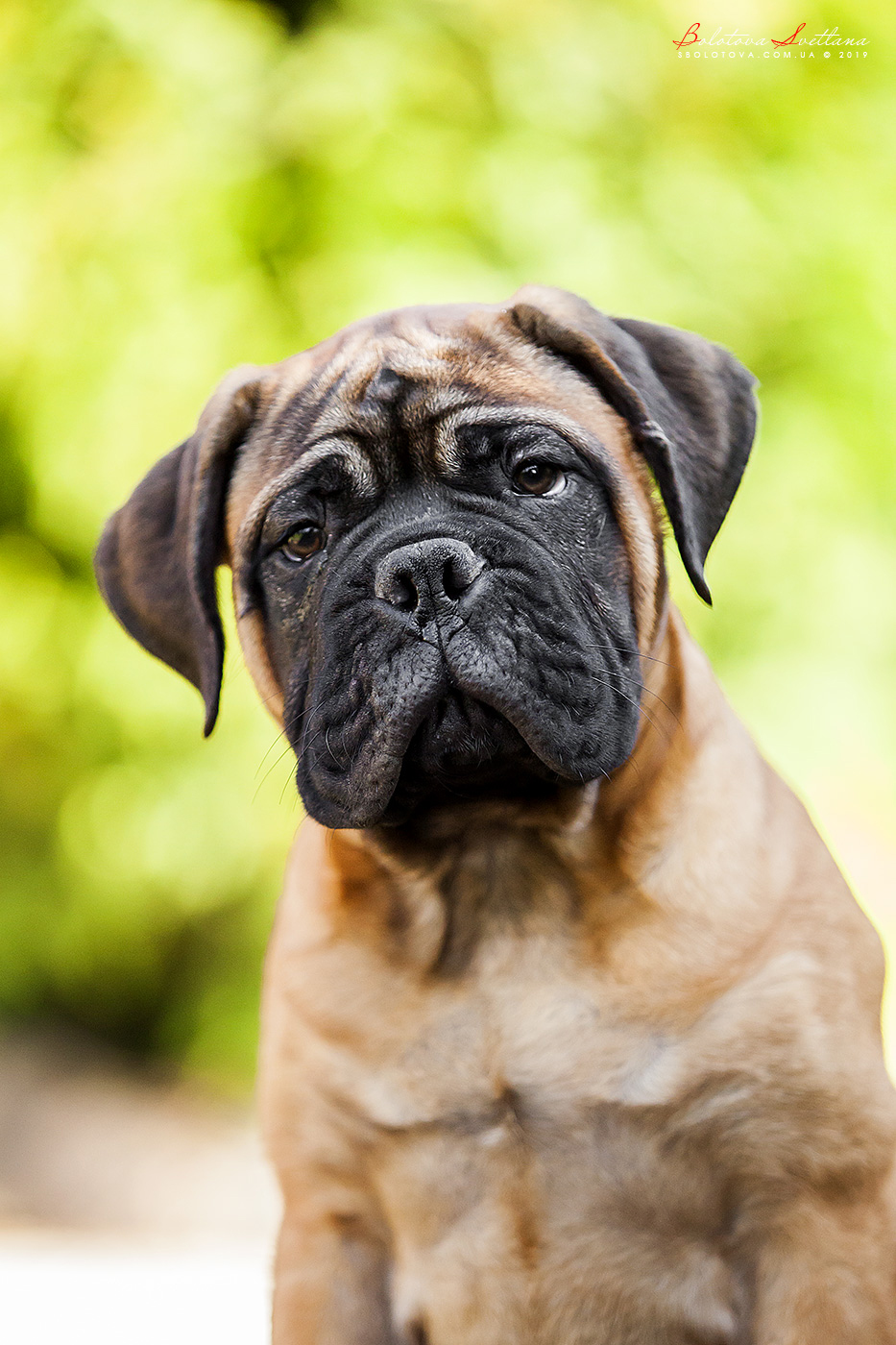 Bullmastiff