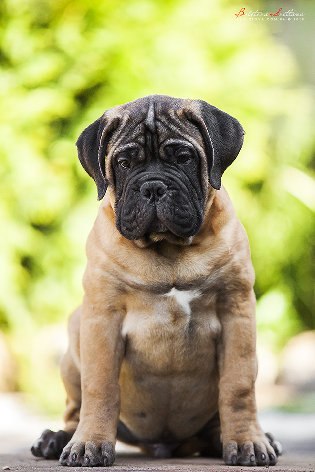 BULLMASTIFF PUPPIES