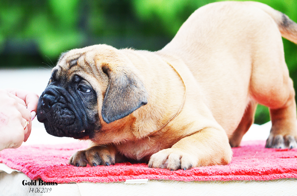 BULLMASTIFF PUPPIES