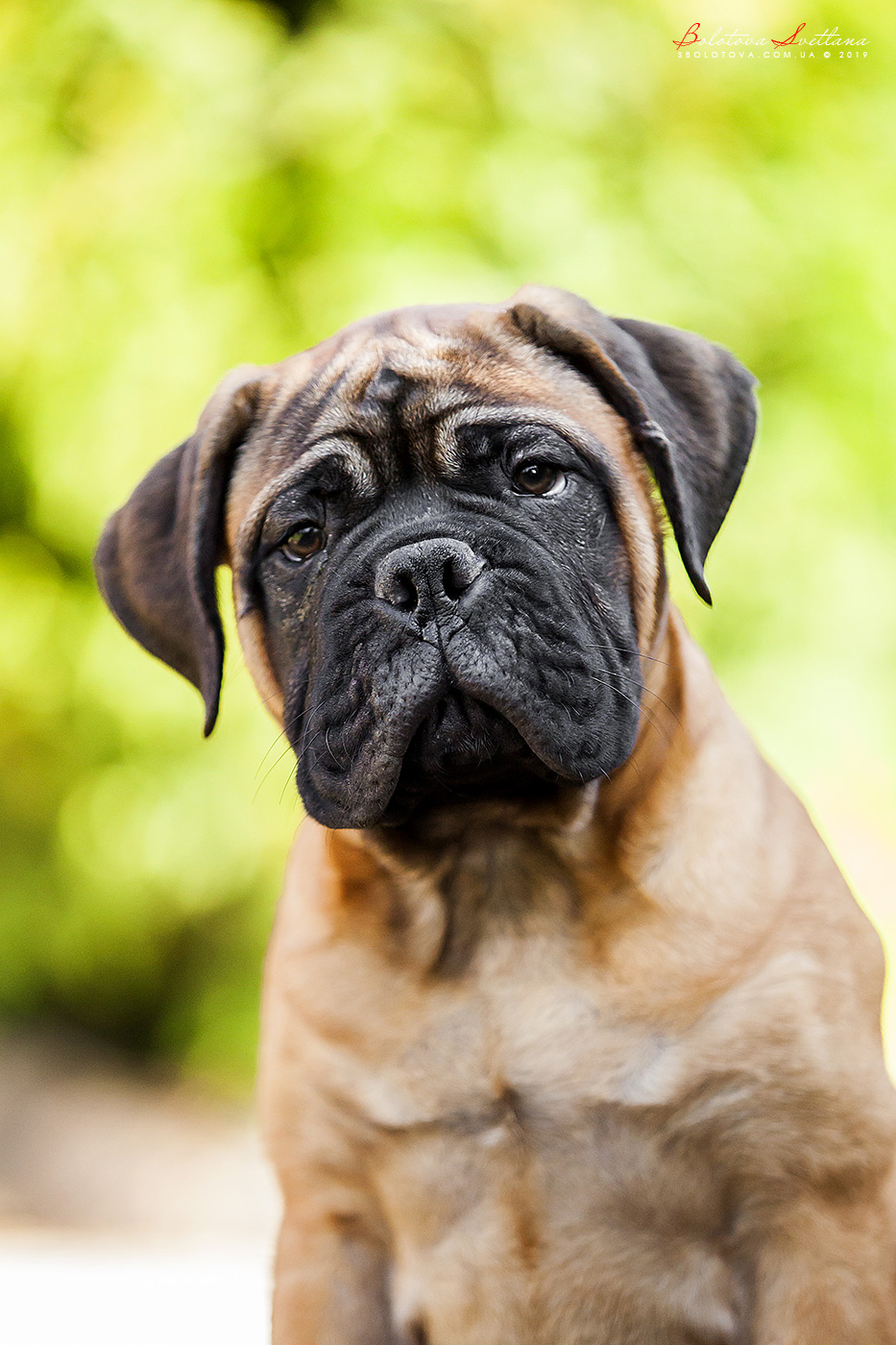 BULLMASTIFF PUPPIES