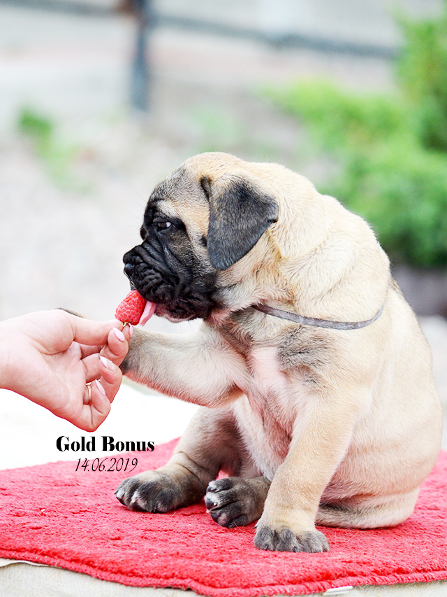 BULLMASTIFF PUPPIES