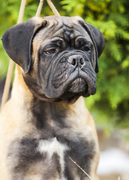 BULLMASTIFF PUPPIES