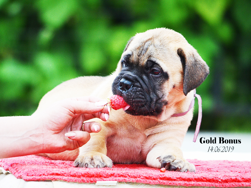 BULLMASTIFF PUPPIES