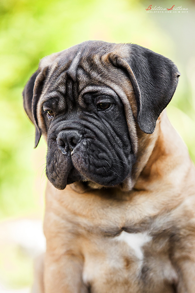 BULLMASTIFF PUPPIES