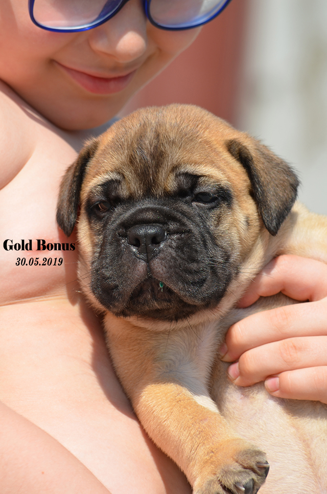 BULLMASTIFF PUPPIES