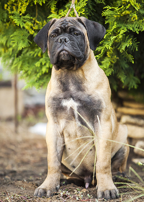 BULLMASTIFF PUPPIES