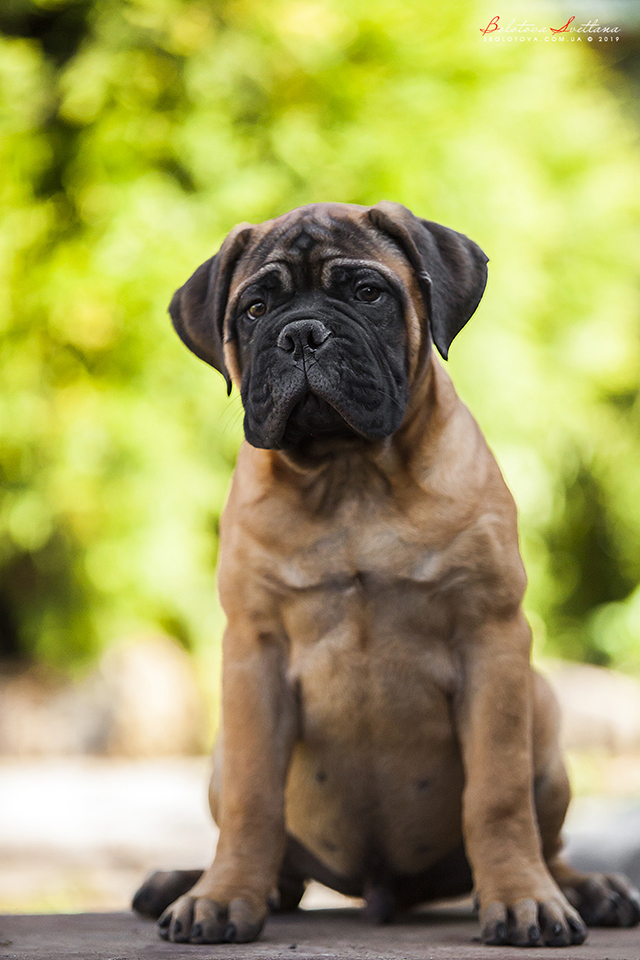 BULLMASTIFF PUPPIES