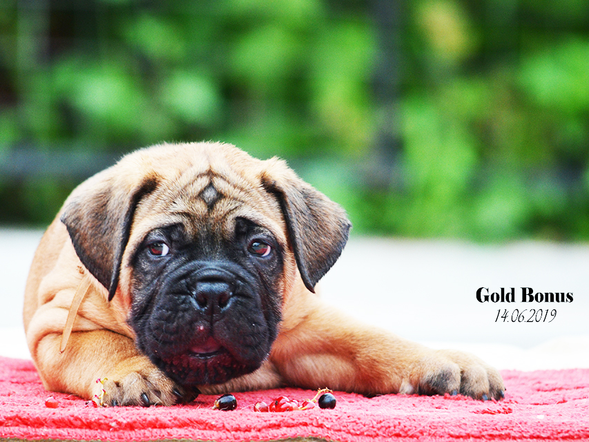 BULLMASTIFF PUPPIES