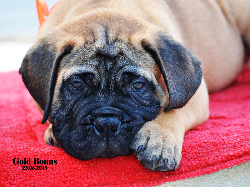 BULLMASTIFF PUPPIES