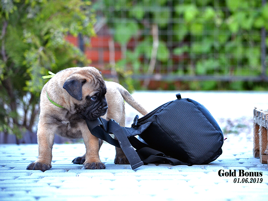 BULLMASTIFF PUPPIES