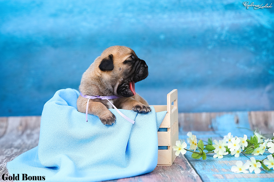 BULLMASTIFF PUPPIES