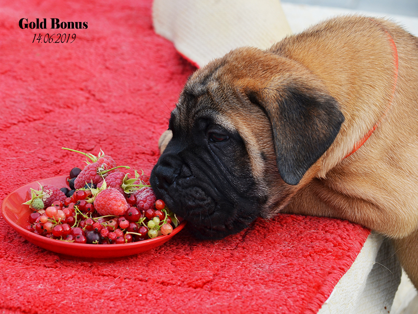 BULLMASTIFF PUPPIES