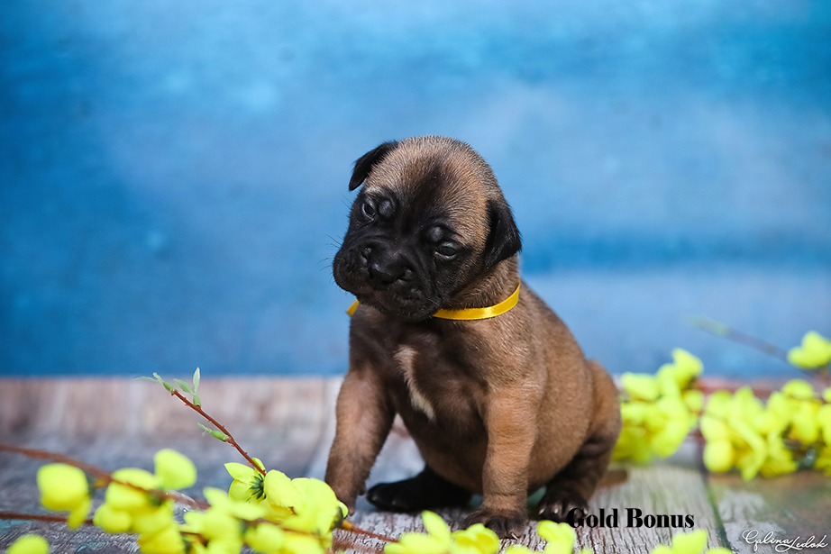 BULLMASTIFF PUPPIES