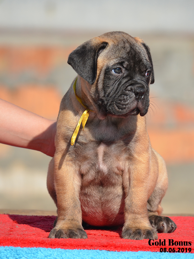 BULLMASTIFF PUPPIES