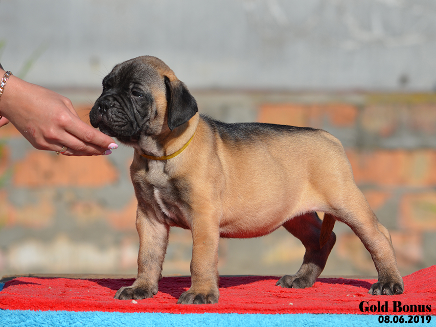 BULLMASTIFF PUPPIES