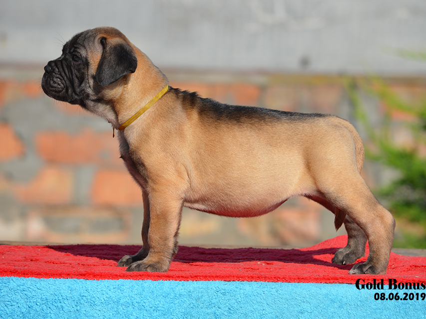 BULLMASTIFF PUPPIES