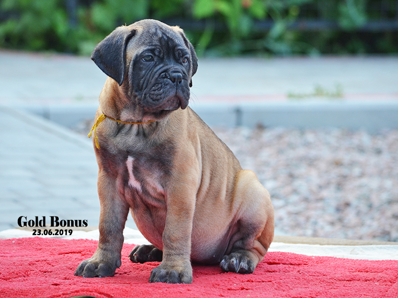 BULLMASTIFF PUPPIES