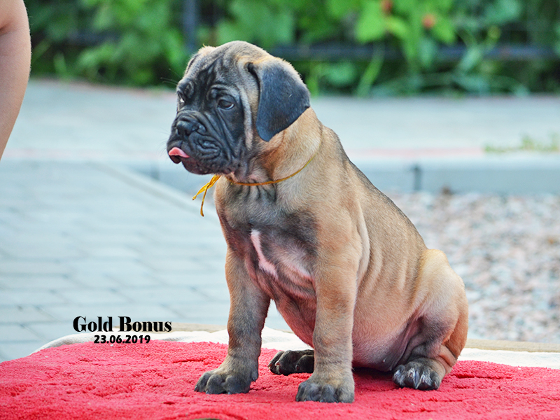 BULLMASTIFF PUPPIES