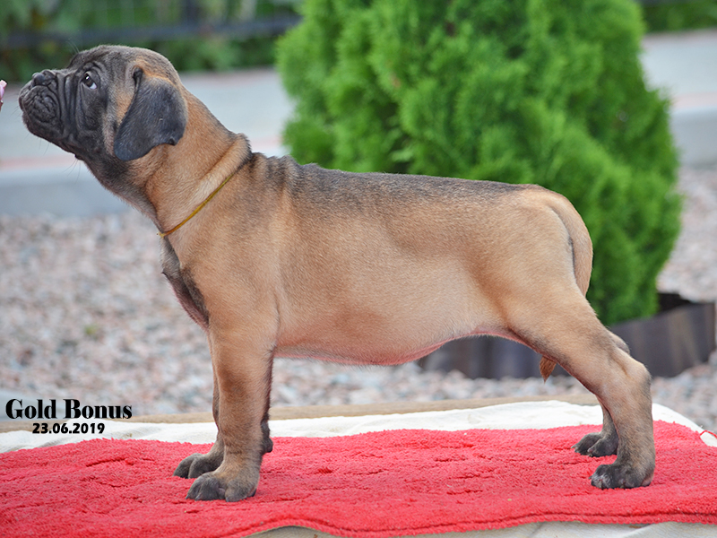 BULLMASTIFF PUPPIES