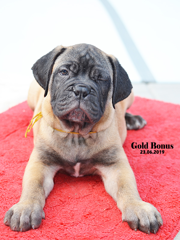 BULLMASTIFF PUPPIES