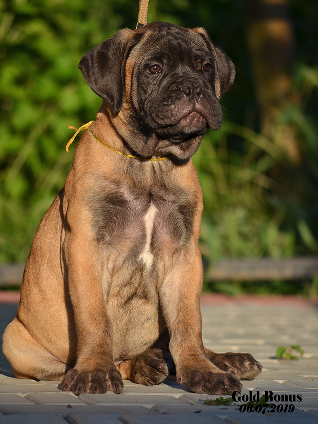 BULLMASTIFF PUPPIES