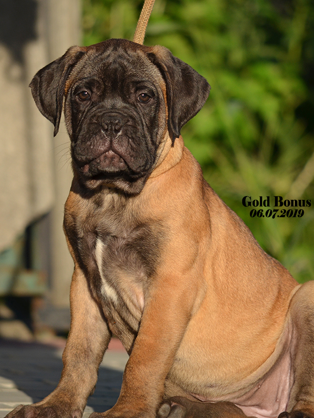 BULLMASTIFF PUPPIES