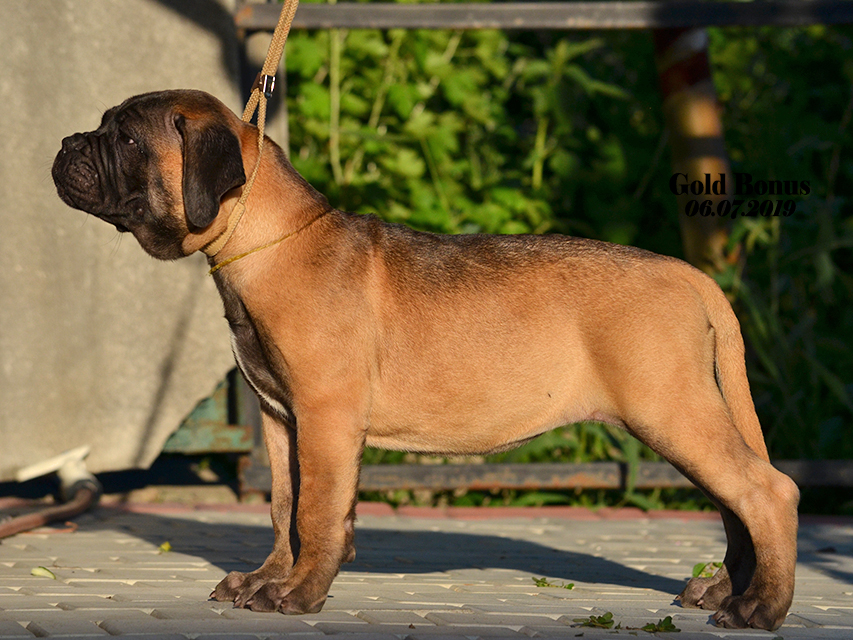 BULLMASTIFF PUPPIES