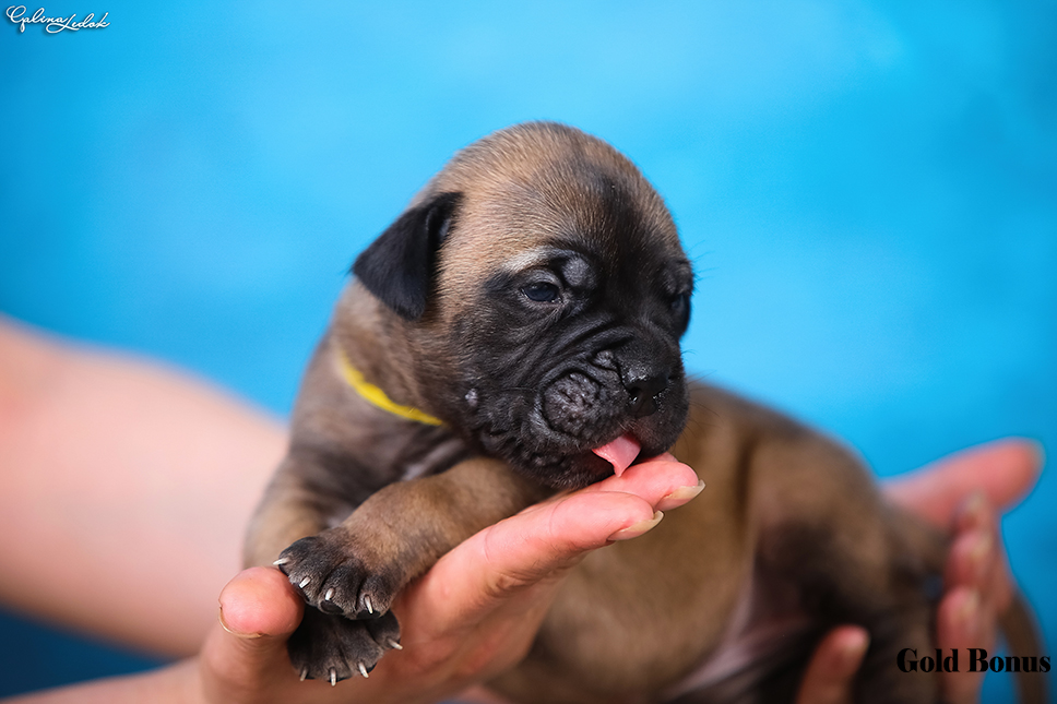 BULLMASTIFF PUPPIES