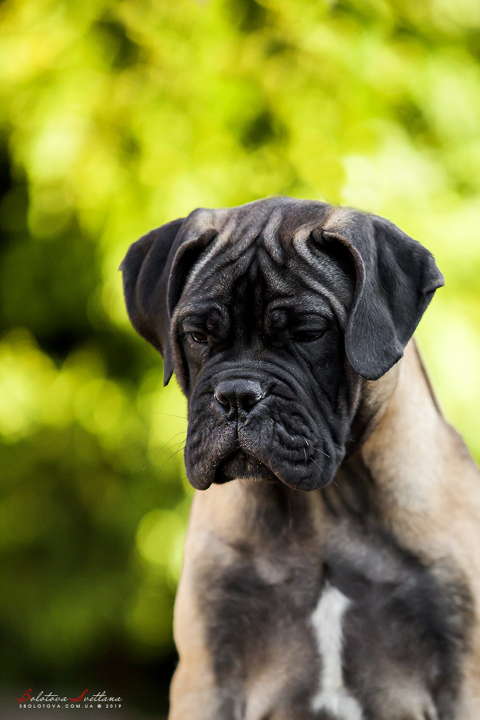 BULLMASTIFF PUPPIES