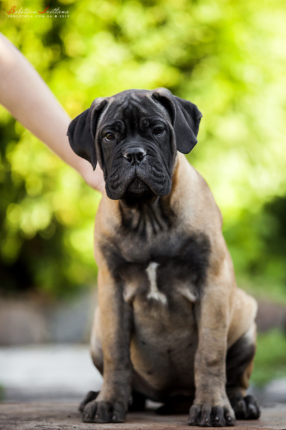 BULLMASTIFF PUPPIES