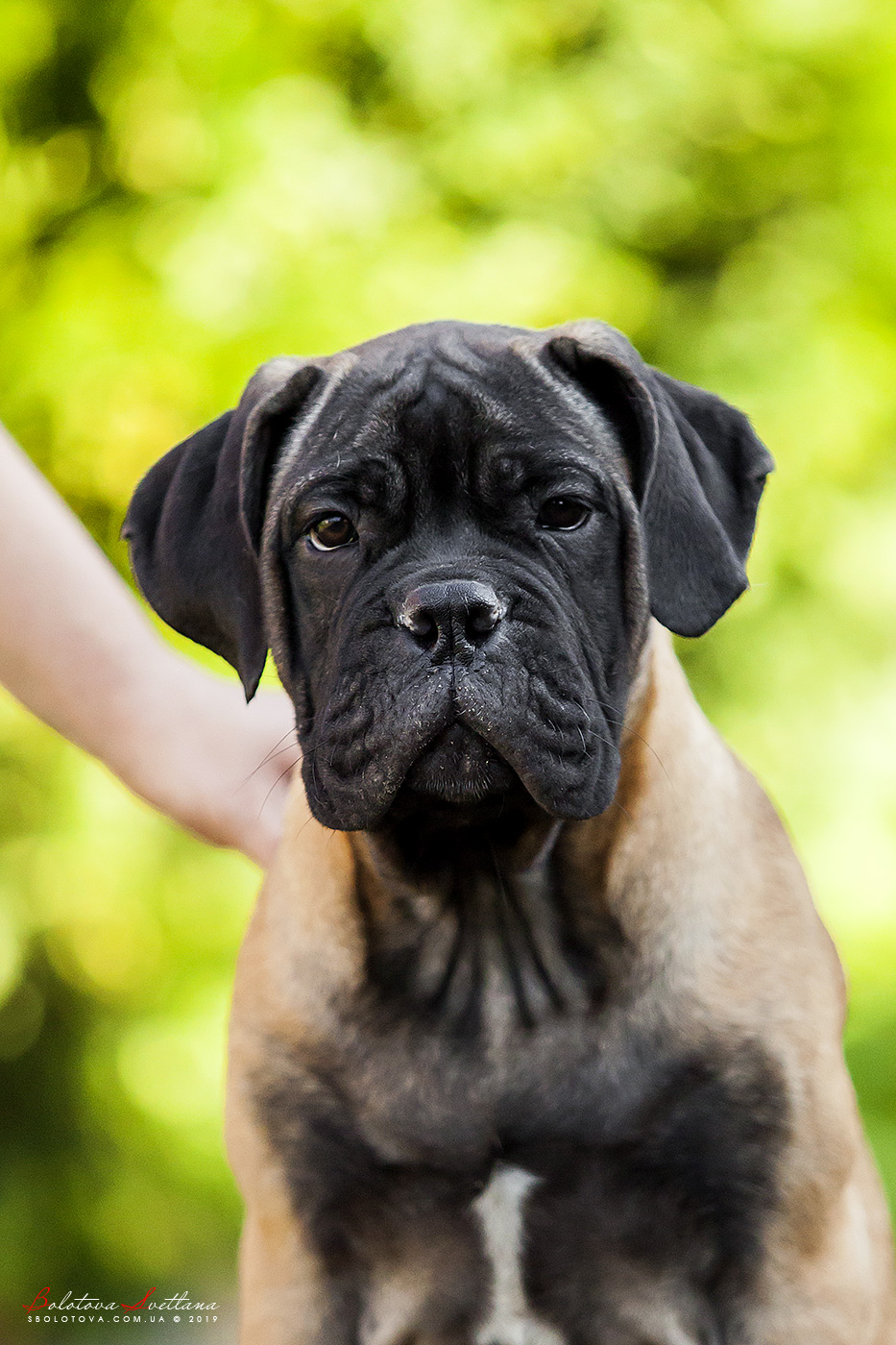 BULLMASTIFF PUPPIES