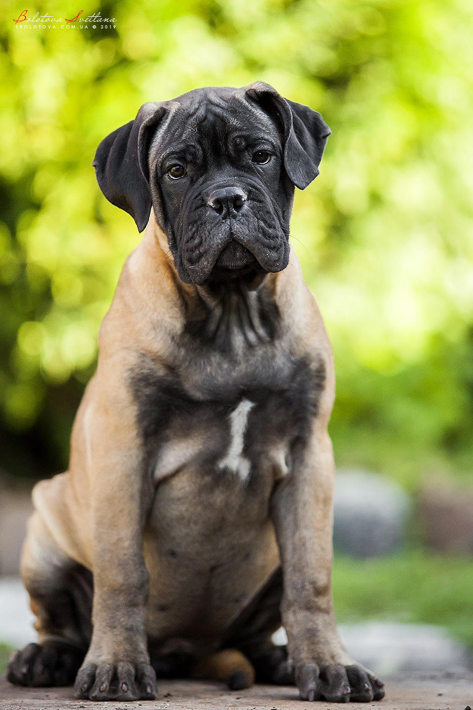 BULLMASTIFF PUPPIES