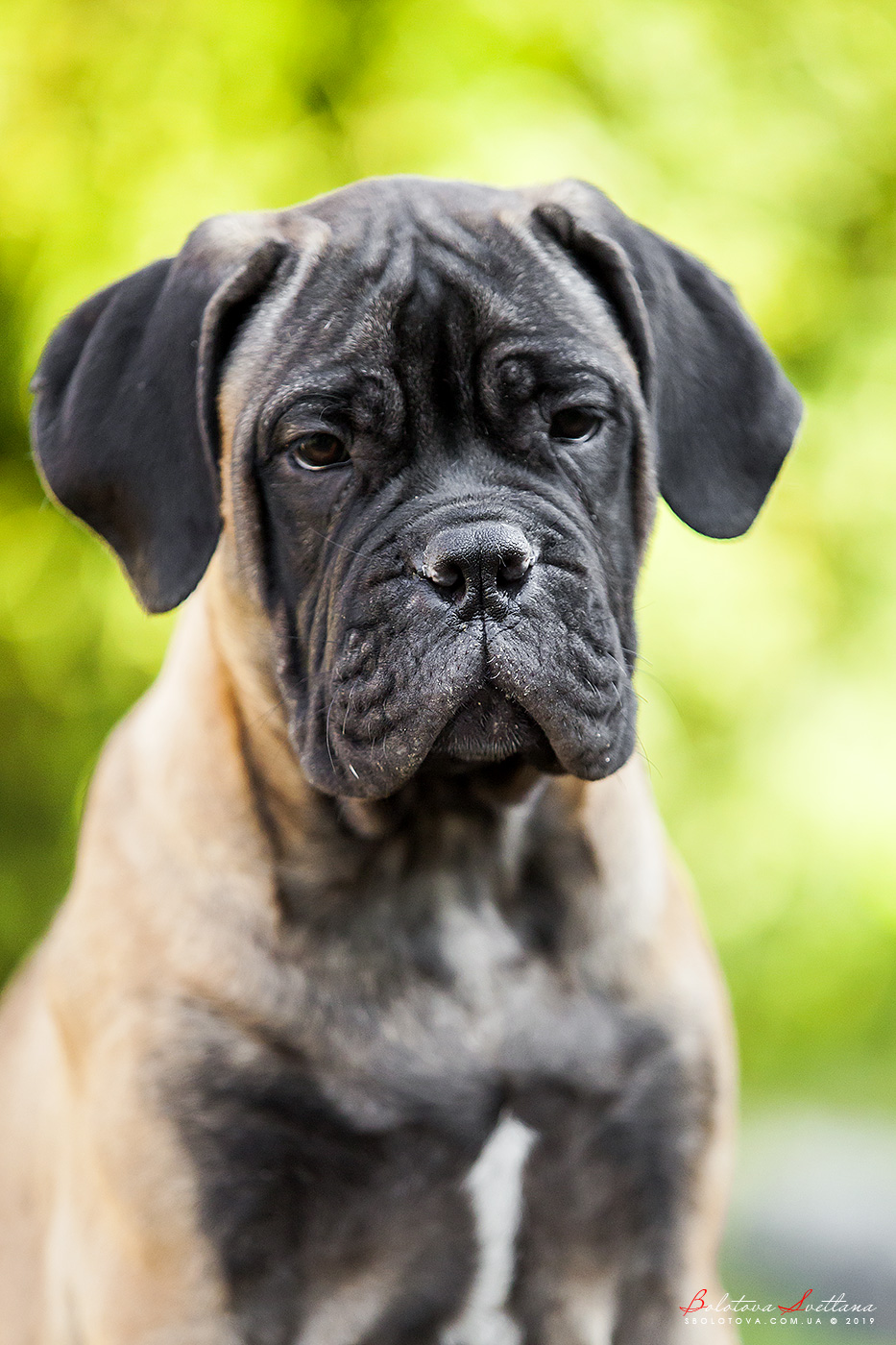 BULLMASTIFF PUPPIES