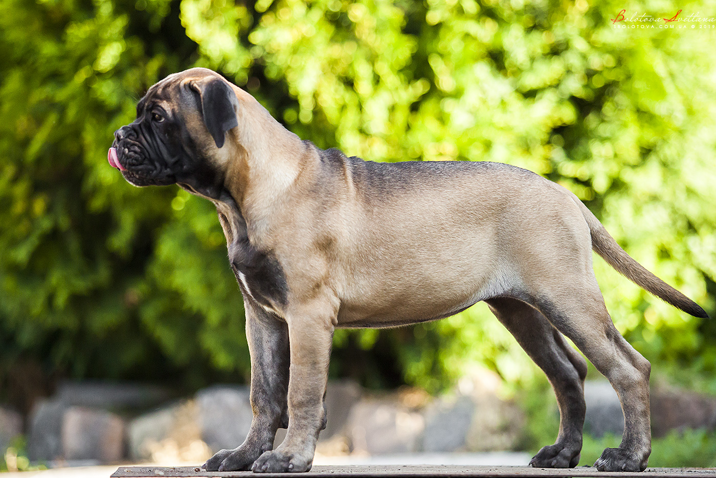 BULLMASTIFF PUPPIES