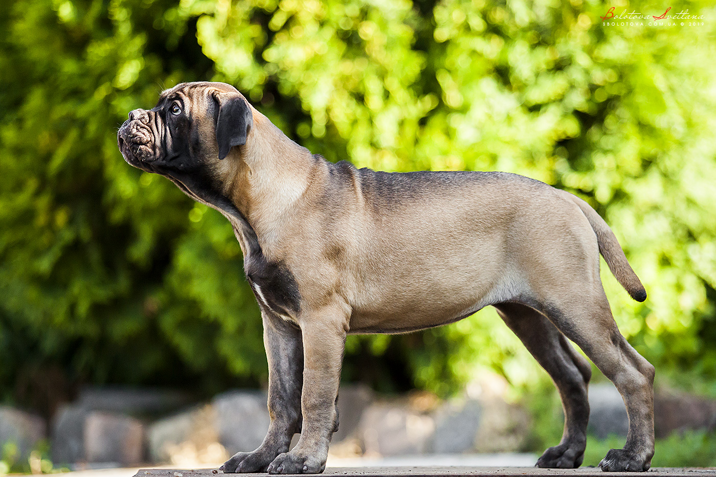 BULLMASTIFF PUPPIES