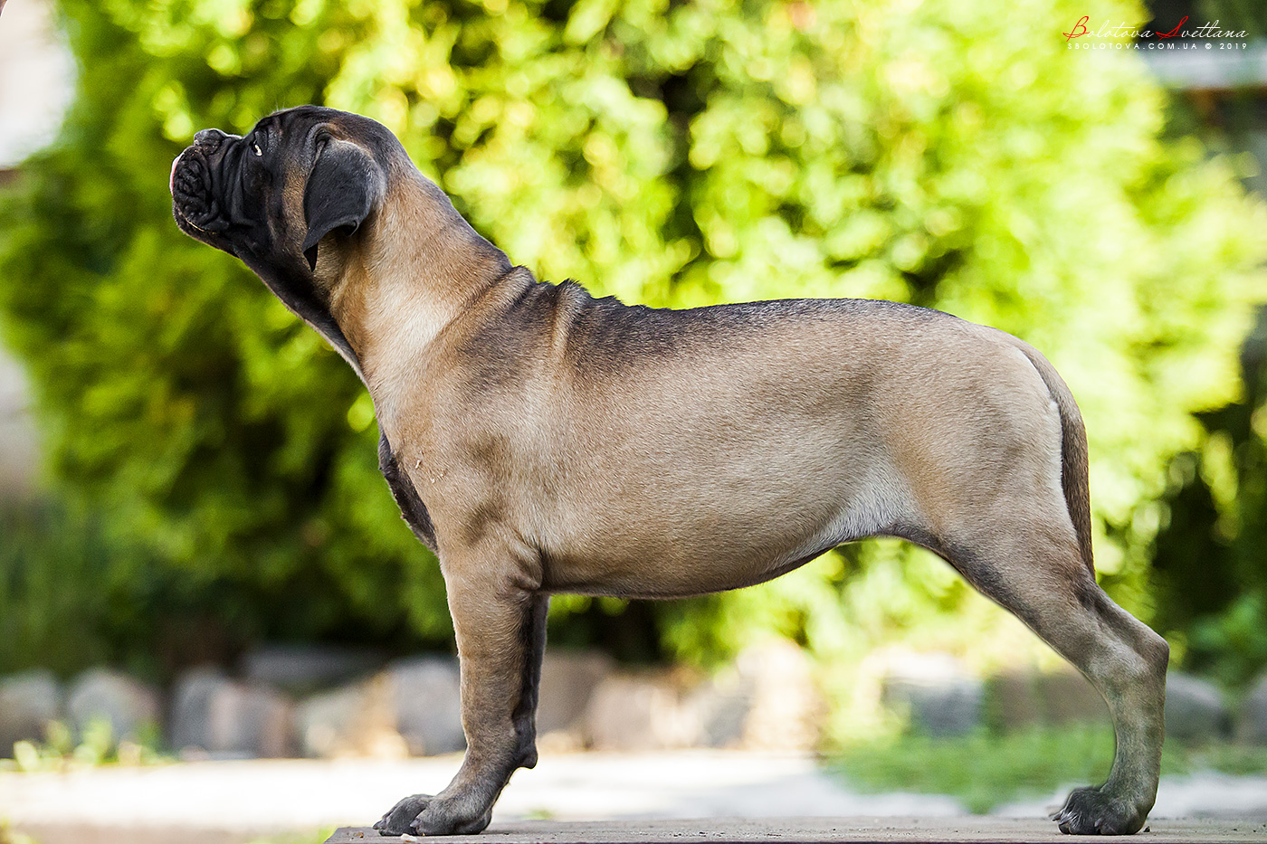 BULLMASTIFF PUPPIES