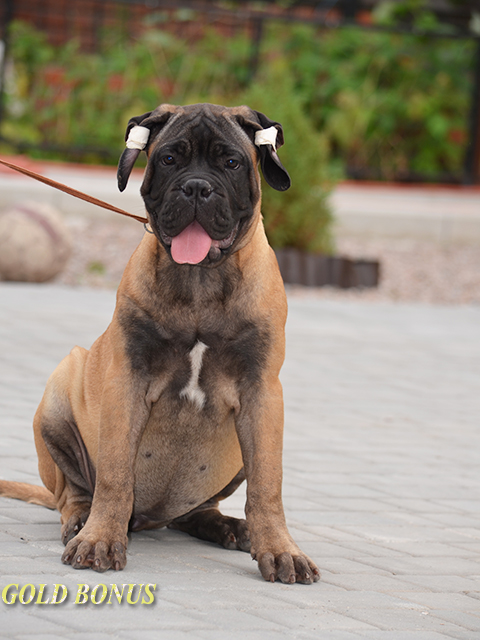 BULLMASTIFF PUPPIES