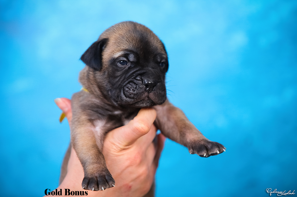 BULLMASTIFF PUPPIES