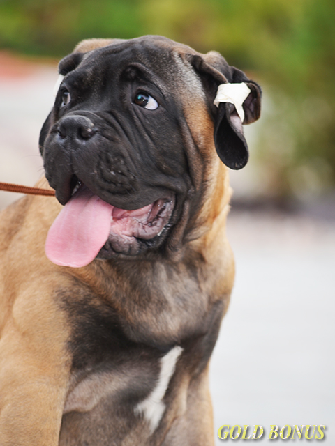 BULLMASTIFF PUPPIES