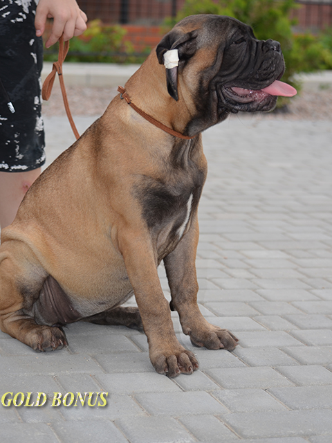 BULLMASTIFF PUPPIES