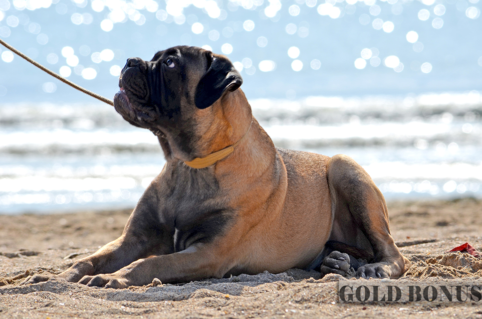 BULLMASTIFF PUPPIES