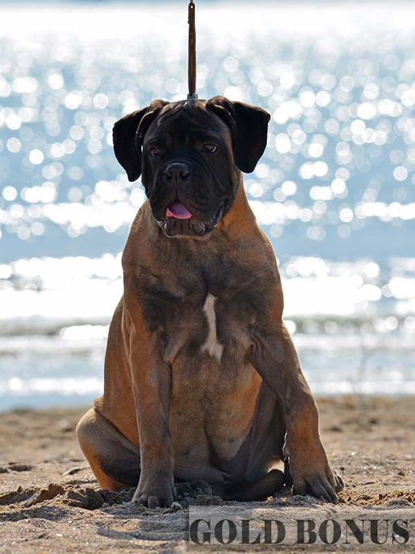 BULLMASTIFF PUPPIES