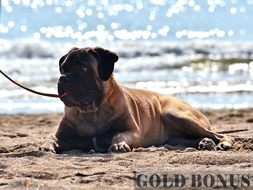 BULLMASTIFF PUPPIES