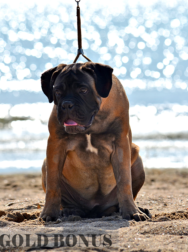 BULLMASTIFF PUPPIES