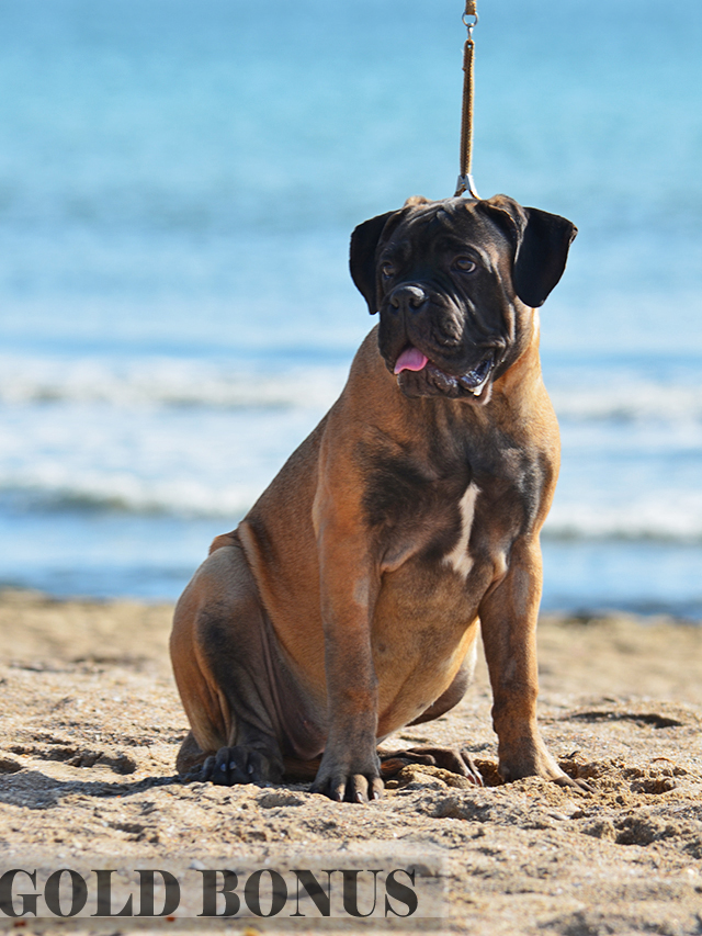 BULLMASTIFF PUPPIES