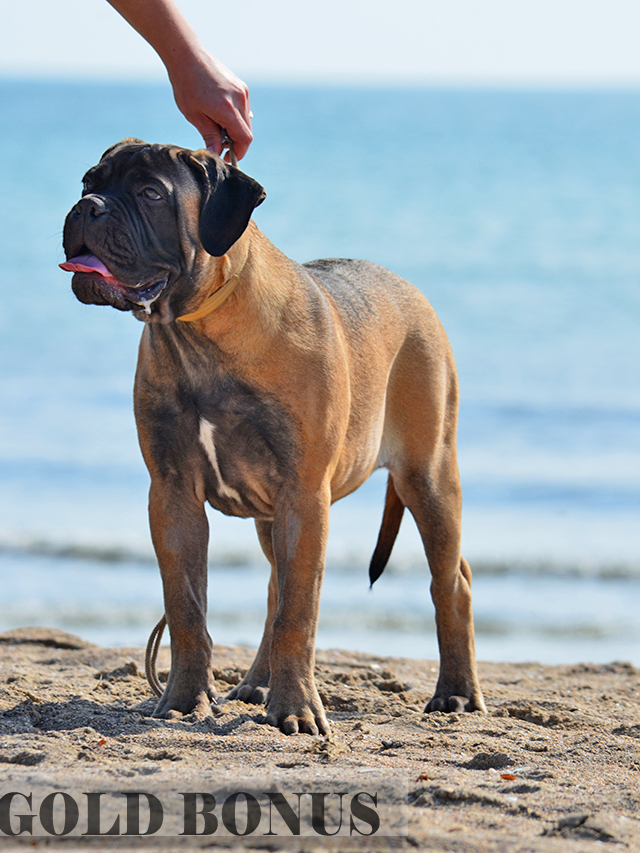 BULLMASTIFF PUPPIES